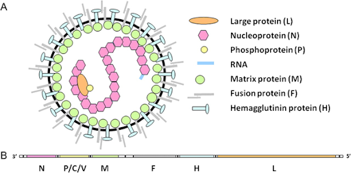 Phân loại virus sởi dựa trên sinh học phân tử